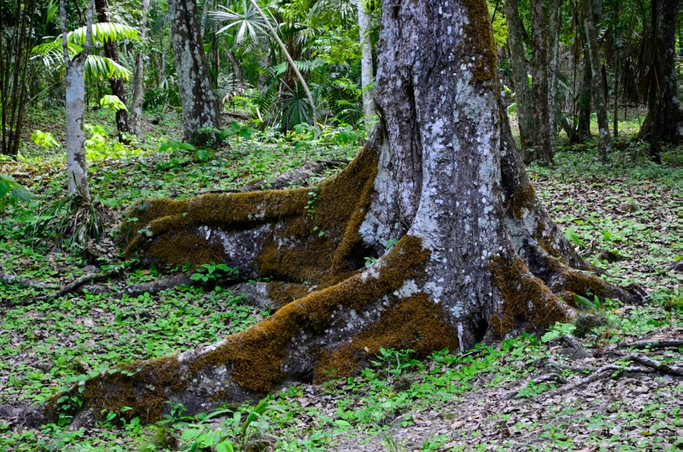 Yaxhá (3)